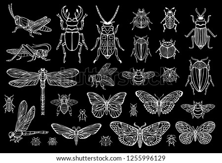 Big hand drawn line set of insects bugs, beetles, honey bees, butterfly; moth, bumblebee, wasp, dragonfly, grasshopper. Silhouette vintage sketch style engraved illustration.