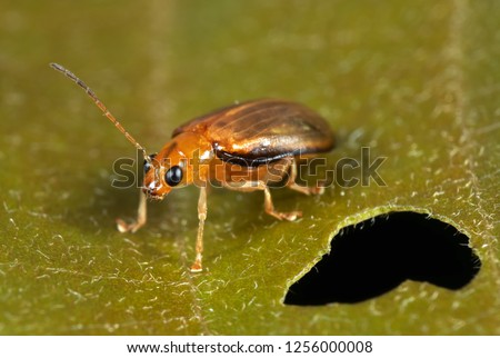 Macro Photography of Little Beetle On Leaf