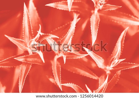 Macro photo of agave leaves colored in color of year 2019 Living Coral. Bright Macro color 16-1546