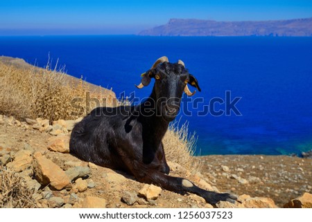 A goat grazes against the backdrop of a beautiful landscape in the mountains near the Mediterranean Sea. Crete, Greece.