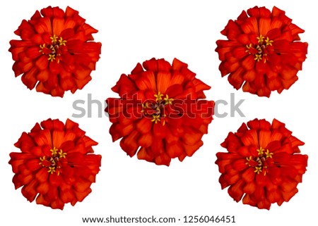 Red daisy on white background 
