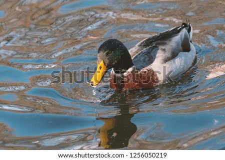 Close-up of a Mallard Duck (Anatidae) at the lake.Animals in the wild