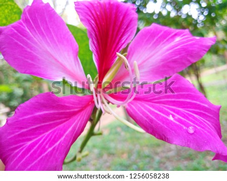 Pink  petal, It's  Hong Kong Orchid Tree or Purple Bauhinia.