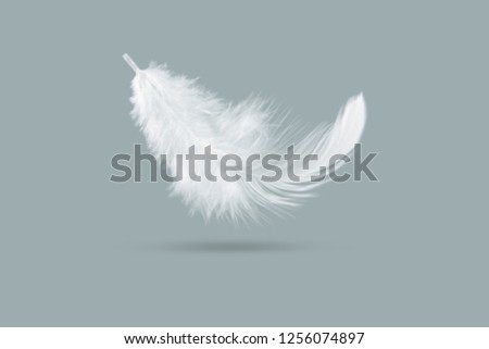 White feather falling on grey background