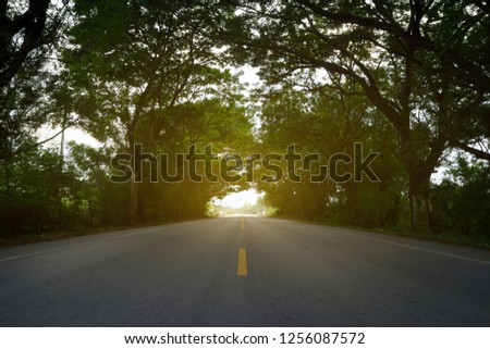Perspective view of tarmac road through the old large tree tunnel.
