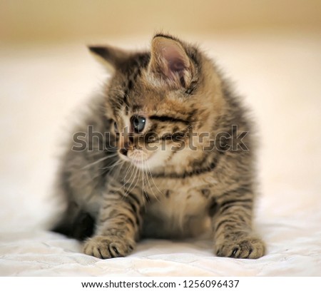 small striped kitten on a light background