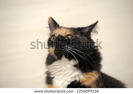 fluffy beautiful three-colored cat on a light background