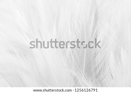 Grey feather texture background.
