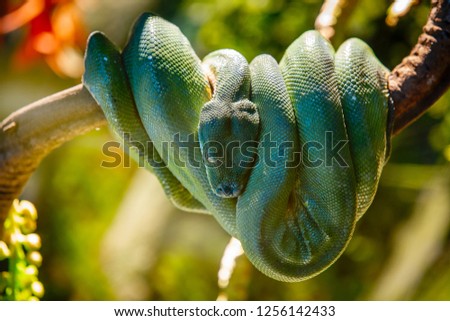 A picture of a beautiful Green Tree Python Snake on the tree at Siam Serpentarium(snake museum),Ladkrabang,Bangkok,Thailand