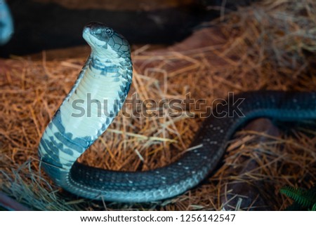 A picture of a beautiful (King Cobra) Snake at Siam Serpentarium(snake museum),Ladkrabang,Bangkok,Thailand