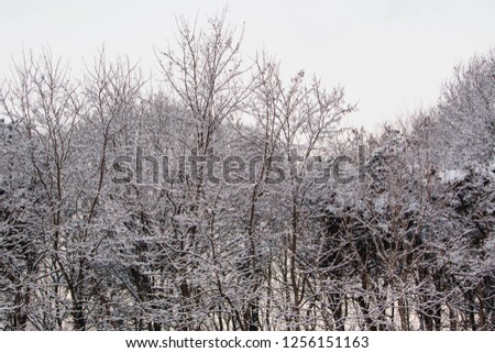 South Korea's snowy mountains, Morning, Cheongju city, winter, Snow