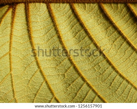 yellow leaves texture with fur