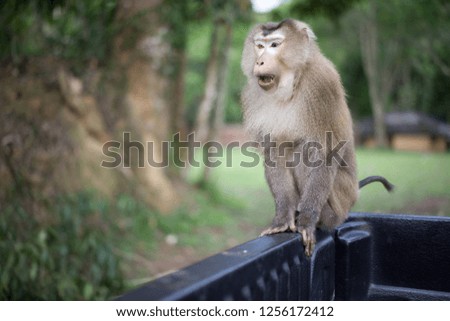 Photo Stock - Monkey on pickup truck