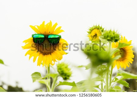 Sunflower wearing sunglasses