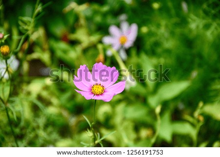 beautiful delicate blooming flowers in a summer green garden