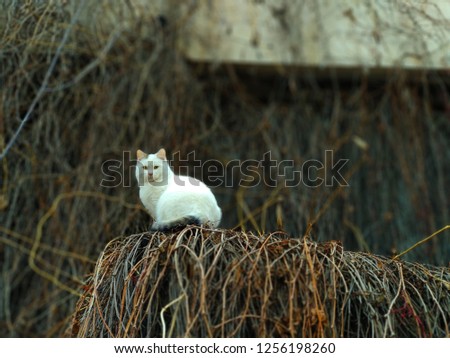 A white cat sits on the ground in the grass under a bush of roses and looks in front.. Picture with tint.