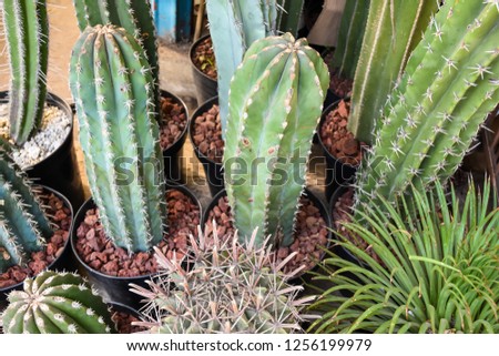 Different types of cactus,Cactus texture background