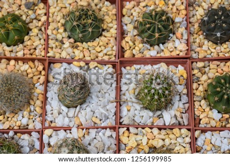 Different types of cactus
