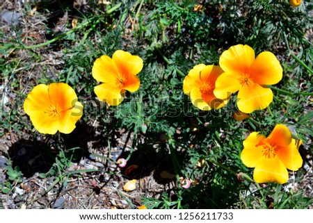 Spain, Canary Islands, Tenerife, yellow flowering California poppy