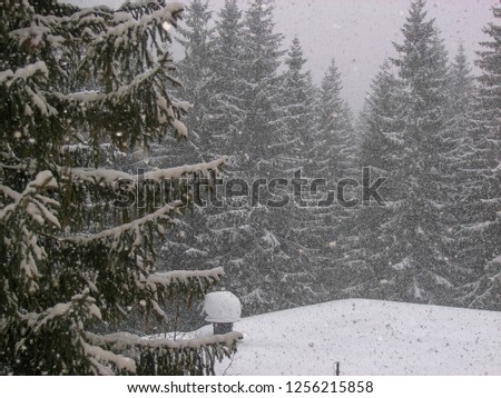 Snowflakes close up, giving snow near, spruce forest during a snowfall
