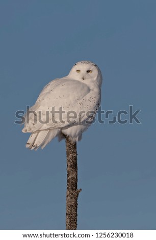 Snowy owl (Bubo scandiacus) male isolated against a blue background perched on top of a tree in winter in Ottawa, Canada