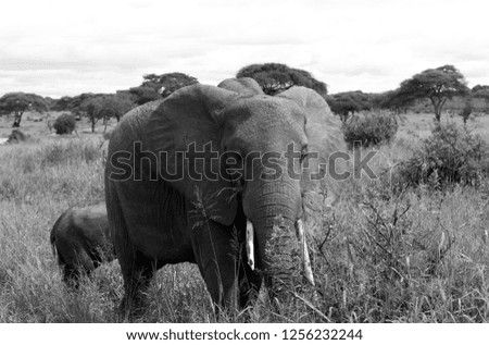 Close up photo up front of the magnificent elephant in black and white walking in the tall grass of the national park, Tarangire in Tanzania