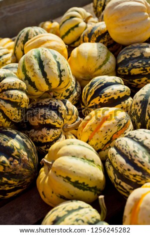 Sweet Dumpling Squash -  small stripy very sweet pumpkin guard with the ridges for sale in farm food market shop. Plant based diet, vegetable is very nutritious and has all the vitamins b complex. 