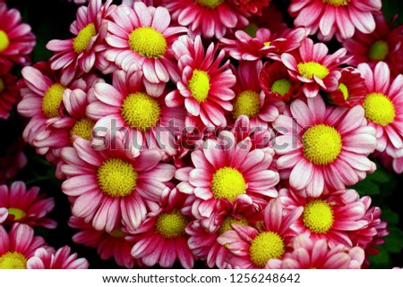 Close-up of beautiful flowers