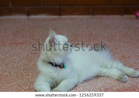 White Persian cat, blue eyes in the living room