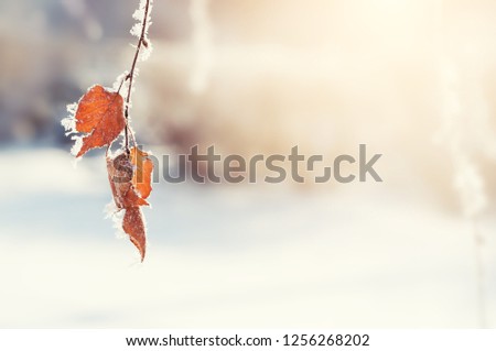Hoarfrost on the leaves in winter forest. Beautiful winter background