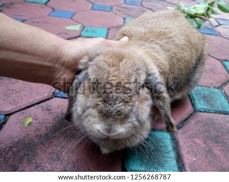 She is touching a brown rabbit at home Thailand Chiangmai.