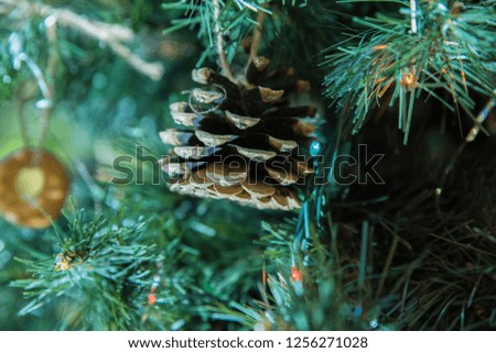 Pine cone of christmas tree. 