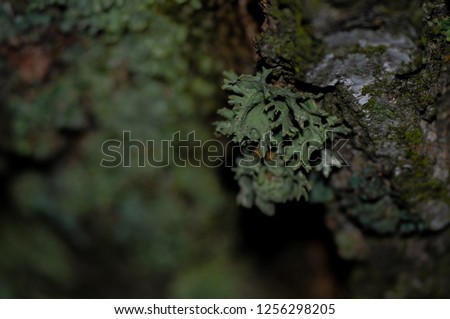 plants parasites on trees, shallow depth of field
