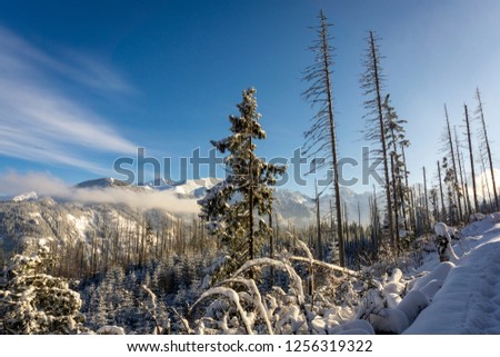 Winter in the Tatra Mountains.