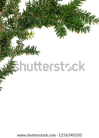Christmas white background with green fir