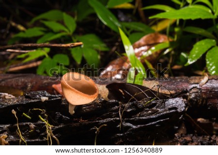 Fungi cup mushroom or Champagne mushroom on timber