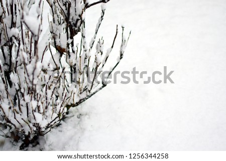 Winter background with snow on the branch of tree with copy space for your pattern texture background, christmas postcard, wallpaper or your nature design concept.