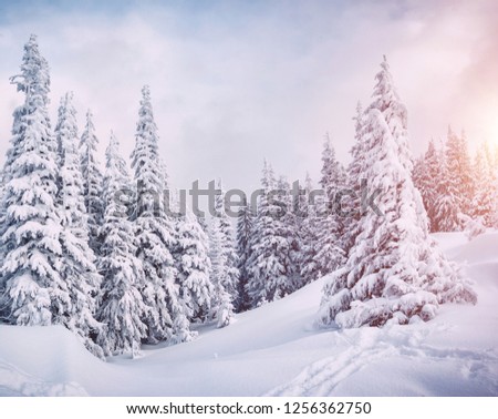 Frozen white spruces on a gloomy day. Location Carpathian mountain, Ukraine, Europe. Alpine ski resort. Majestic wintry scene. Breathtaking wallpaper. Happy New Year! Discover the beauty of world.