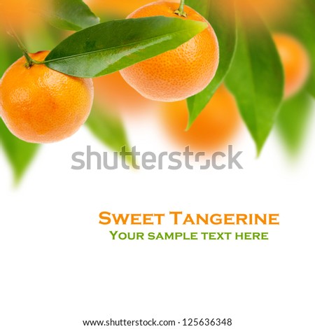 Tree of Sweet tangerine with white background Royalty-Free Stock Photo #125636348