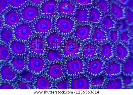 Close up of of Colony polyp (Zoanthid sp.) for background used