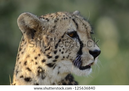 Photos of Africa,Cheetah head shot