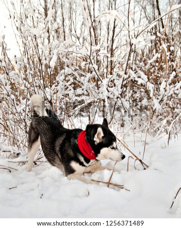 Dog breed Siberian Husky in red scarf hunts on a mouse  against the background of the winter forest