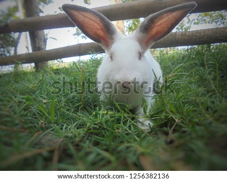 beautiful cute rabbit