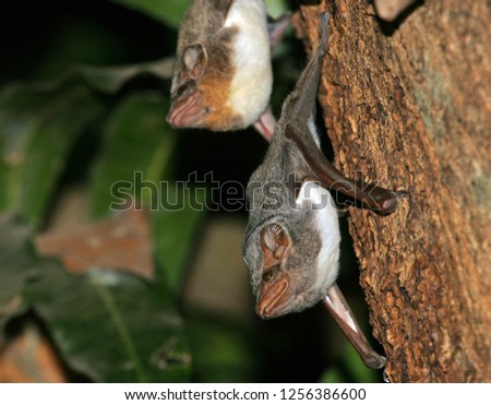Mauritian tomb bat (Taphozous mauritianus) resting on a tree in Africa. Royalty-Free Stock Photo #1256386600