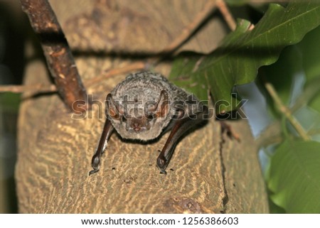 Mauritian tomb bat (Taphozous mauritianus) resting on a tree in Africa. Royalty-Free Stock Photo #1256386603