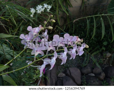 Beautiful white and pink orchid on a green background in a garden.