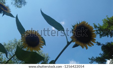 Yellow sunflower Flower