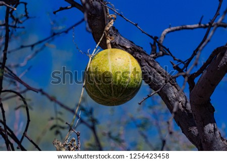 Cucurbita palmata, Coyote Gourd or Melon. A wild ripe yellow and green striped fruit, round shape like a softball hanging from a gray tree branch against the blue sky. Pima County, Tucson, Arizona.
