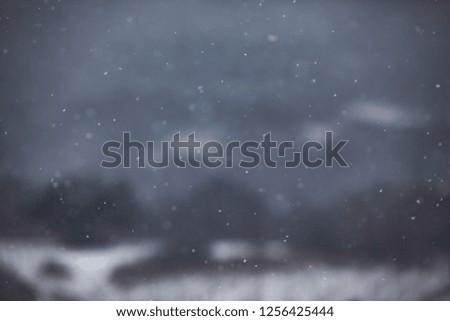 falling snow in the nature
