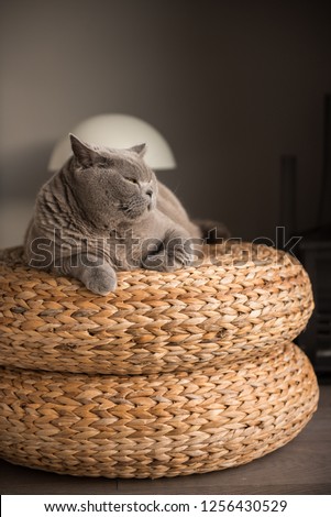 A British Shorthair cat lies on a wicker stool in an elegant manner as she looks away with her eyes almost closed and a calm gesture in a house in Edinburgh City, Scotland, UK